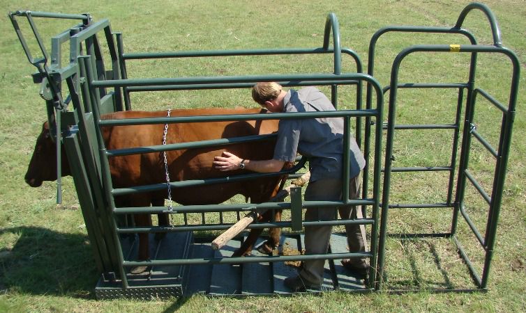Vet Clamp (cattle)